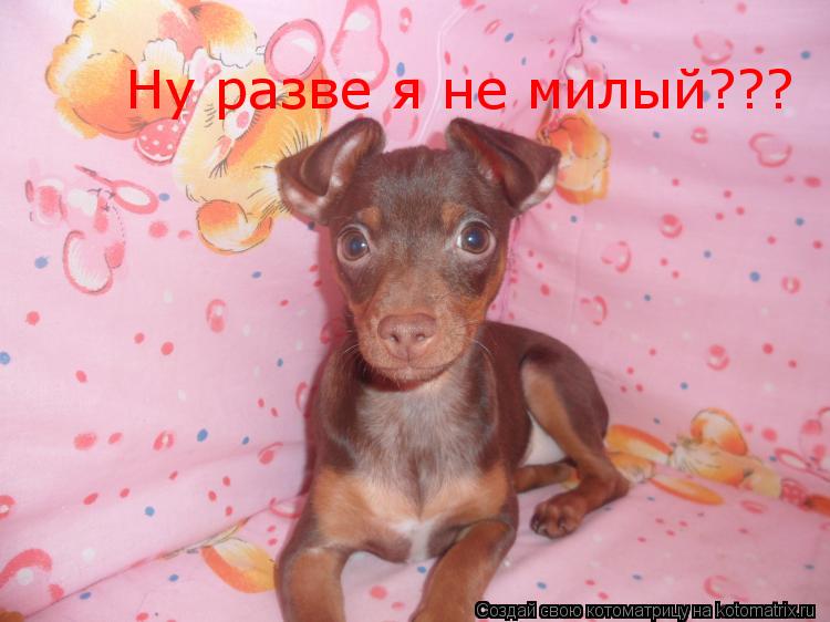 Котоматрица: Ну разве я не милый???