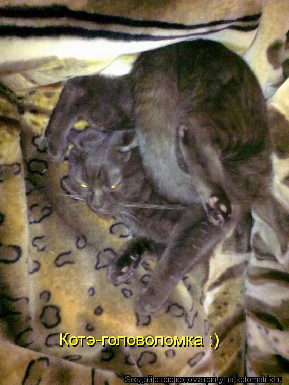 Котоматрица: Котэ-головоломка :)