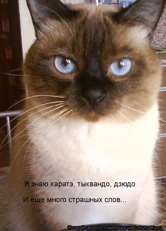 Котоматрица: И еще много страшных слов... Я знаю каратэ, тыквандо, дзюдо