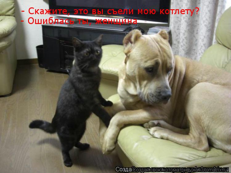 Котоматрица: - Скажите, это вы съели мою котлету? - Ошиблась ты, женщина