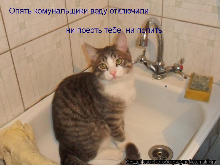 Котоматрица: Опять комунальщики воду отключили ни поесть тебе, ни попить