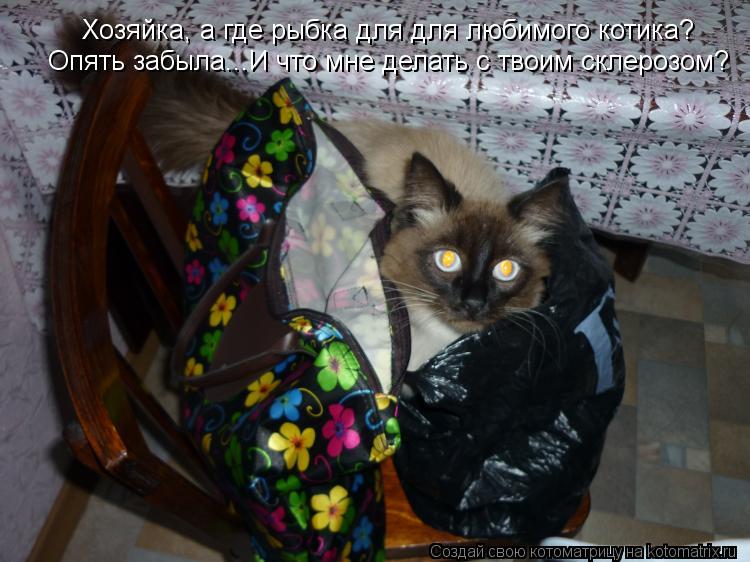 Котоматрица: Хозяйка, а где рыбка для для любимого котика?  Опять забыла...И что мне делать с твоим склерозом?