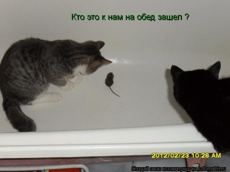 Котоматрица: Кто это к нам на обед зашел ?