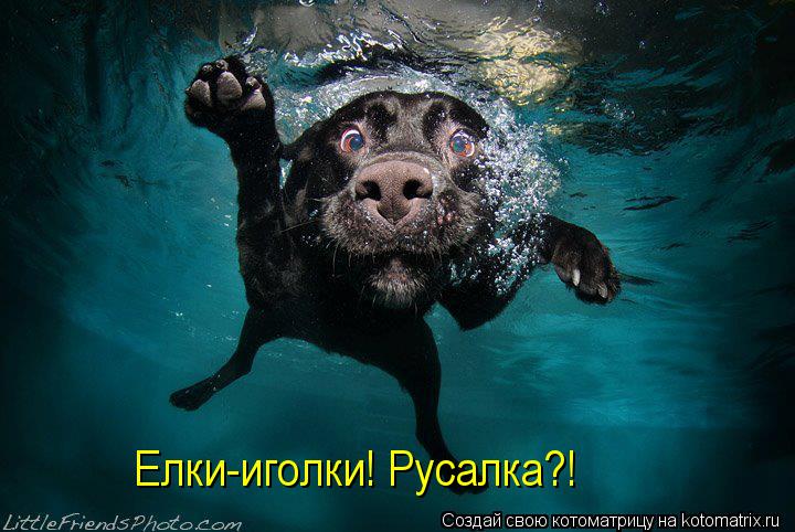 Котоматрица: Елки-иголки! Русалка?!