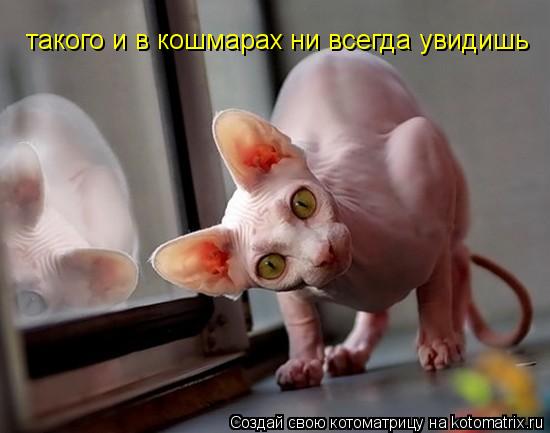 Котоматрица: такого и в кошмарах ни всегда увидишь такого и в кошмарах ни всегда увидишь