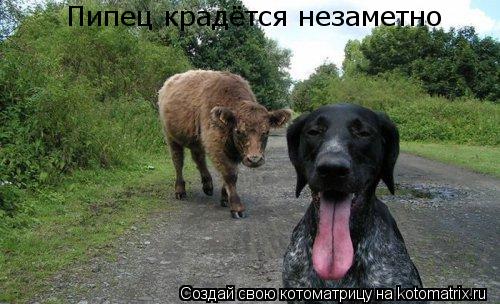 Котоматрица: Пипец крадётся незаметно