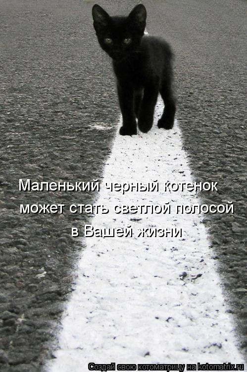 Котоматрица: Маленький черный котенок  может стать светлой полосой  в Вашей жизни