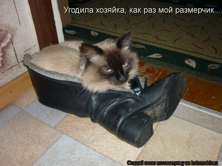 Котоматрица: Угодила хозяйка, как раз мой размерчик...