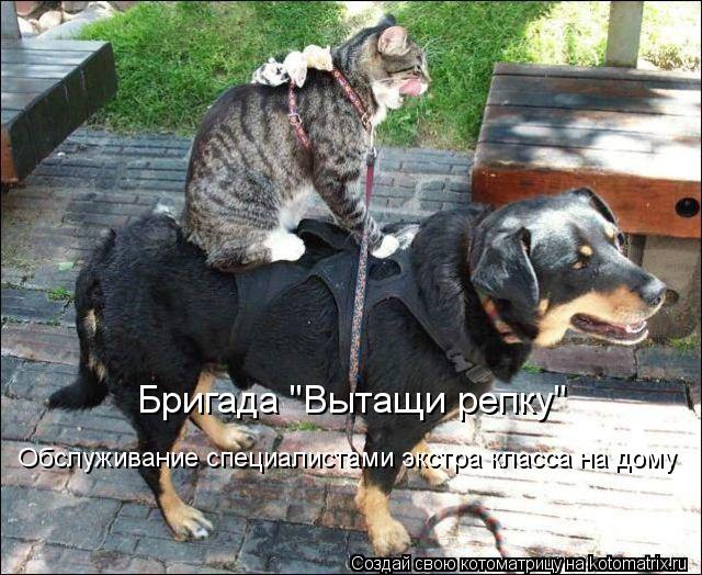 Обслуживание специалистами экстра класса на дому Бригада "Вытащи репку"... Котоматрица: Обслуживание специалистами экстра класса на дому Бригада "Вытащи репку"