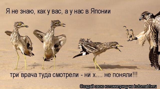 Котоматрица: Я не знаю, как у вас, а у нас в Японии три врача туда смотрели - ни х.... не поняли!!!