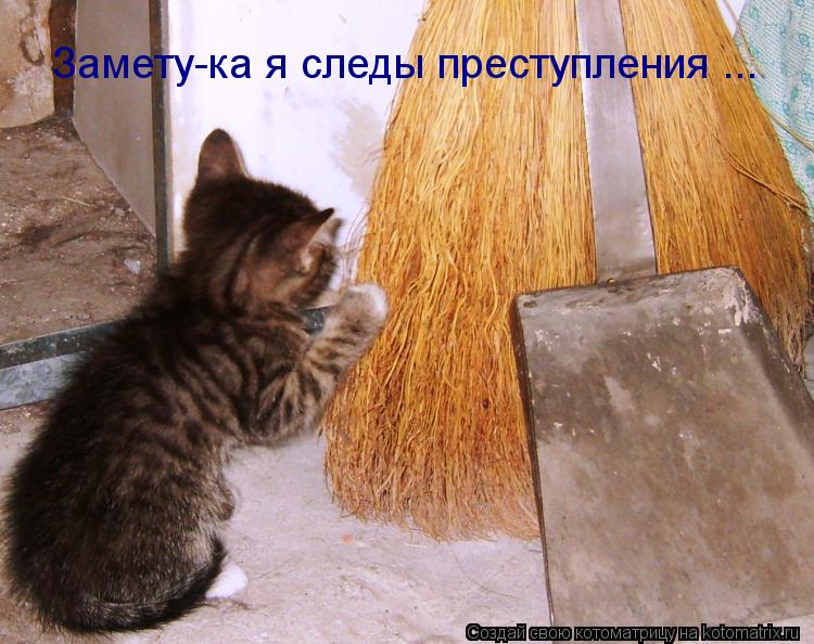 Котоматрица: Замету-ка я следы преступления ...