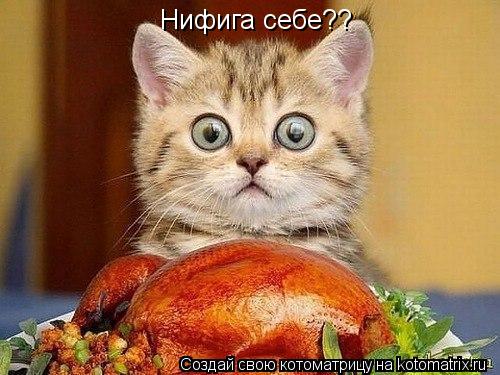 Котоматрица: Нифига себе??