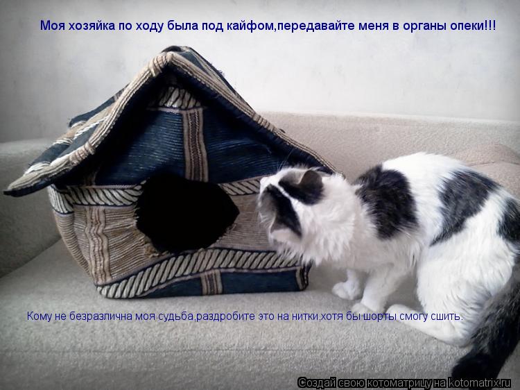 Котоматрица: Моя хозяйка по ходу была под кайфом,передавайте меня в органы опеки!!! Кому не безразлична моя судьба,раздробите это на нитки,хотя бы шорты с