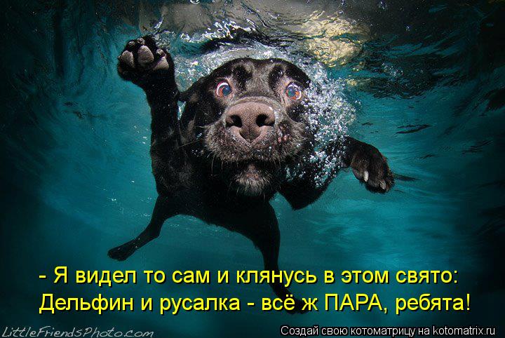 - Я видел то сам и клянусь в этом свято: Дельфин и русалка - всё ж ПАРА, ребята!... Котоматрица: - Я видел то сам и клянусь в этом свято: Дельфин и русалка - всё ж ПАРА, ребята!