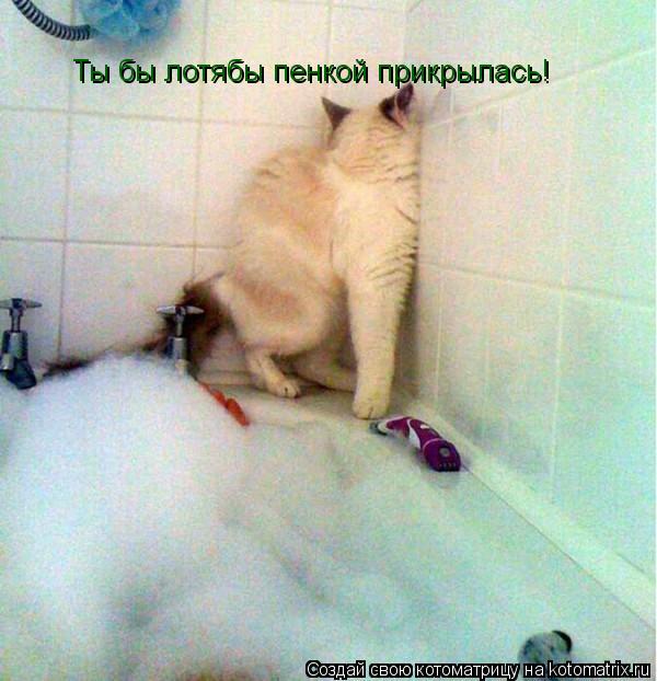 Ты бы лотябы пенкой прикрылась!... Котоматрица: Ты бы лотябы пенкой прикрылась!