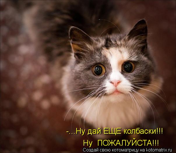 -...Ну дай ЕЩЕ колбаски!!! Ну ПОЖАЛУЙСТА!!!... Котоматрица: -...Ну дай ЕЩЕ колбаски!!! Ну ПОЖАЛУЙСТА!!!