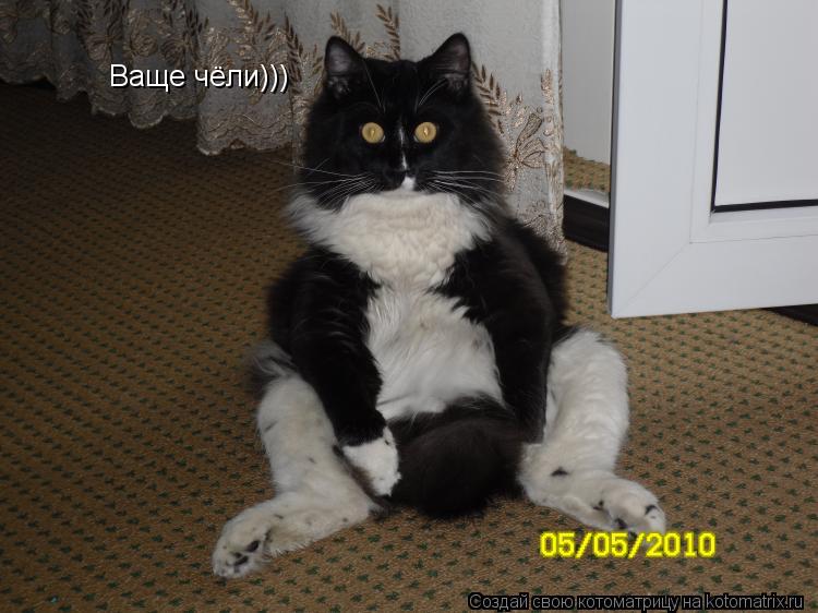 Ваще чёли)))... Котоматрица: Ваще чёли)))