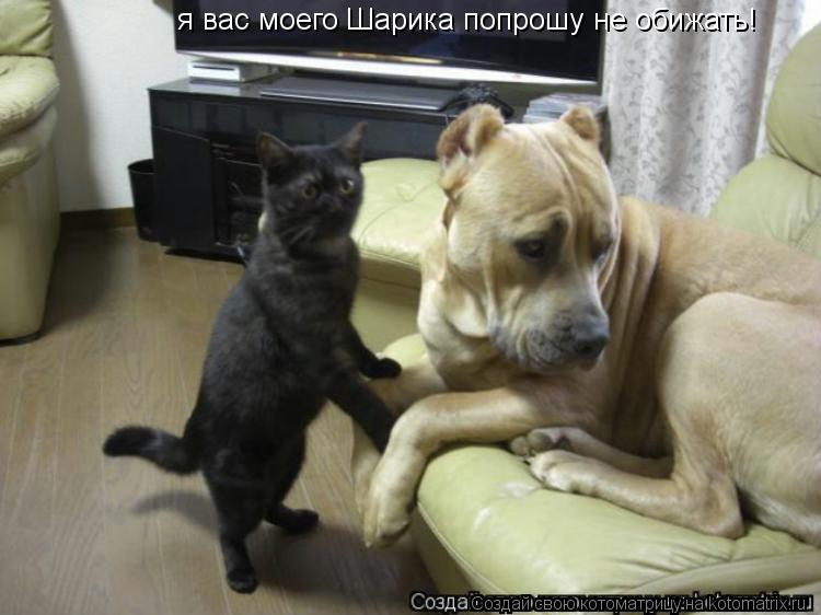 я вас моего Шарика попрошу не обижать!... Котоматрица: я вас моего Шарика попрошу не обижать!