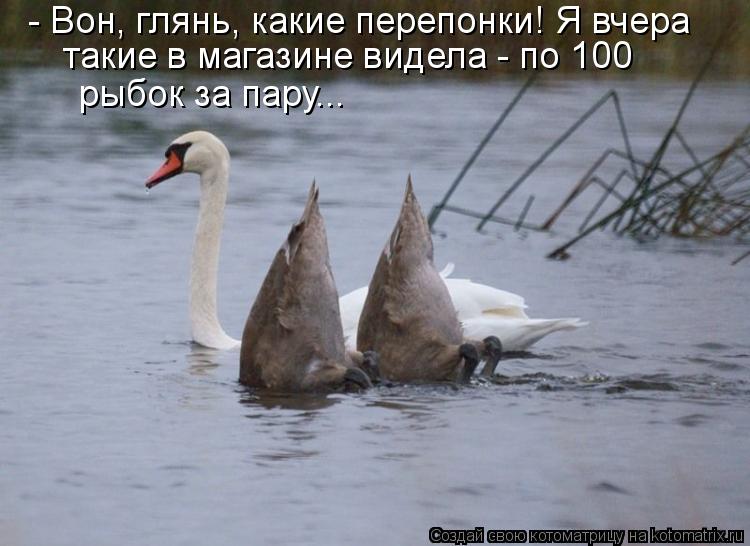 - Вон, глянь, какие перепонки! Я вчера такие в магазине видела - по 100 рыбок за пару...... Котоматрица: - Вон, глянь, какие перепонки! Я вчера такие в магазине видела - по 100 рыбок за пару...