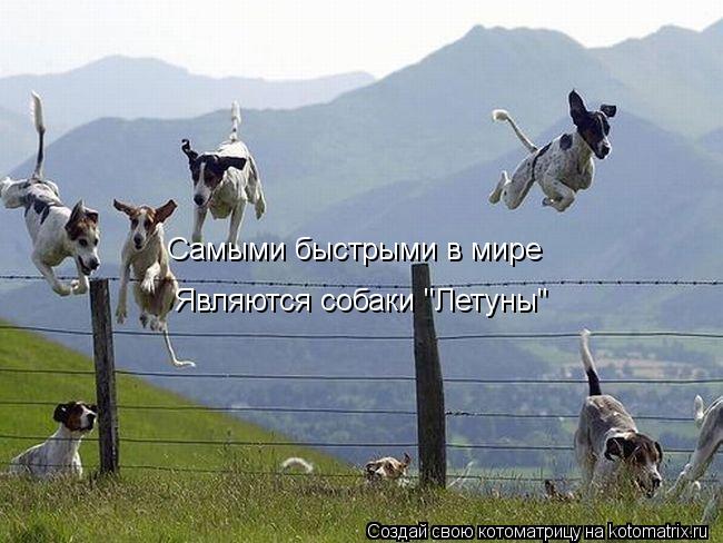 Самыми быстрыми в мире Являются собаки "Летуны"... Котоматрица: Самыми быстрыми в мире Являются собаки "Летуны"