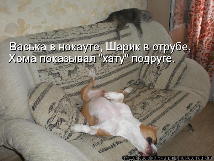 Васька в нокауте, Шарик в отрубе, Хома показывал "хату" подруге.... Котоматрица: Васька в нокауте, Шарик в отрубе, Хома показывал "хату" подруге.