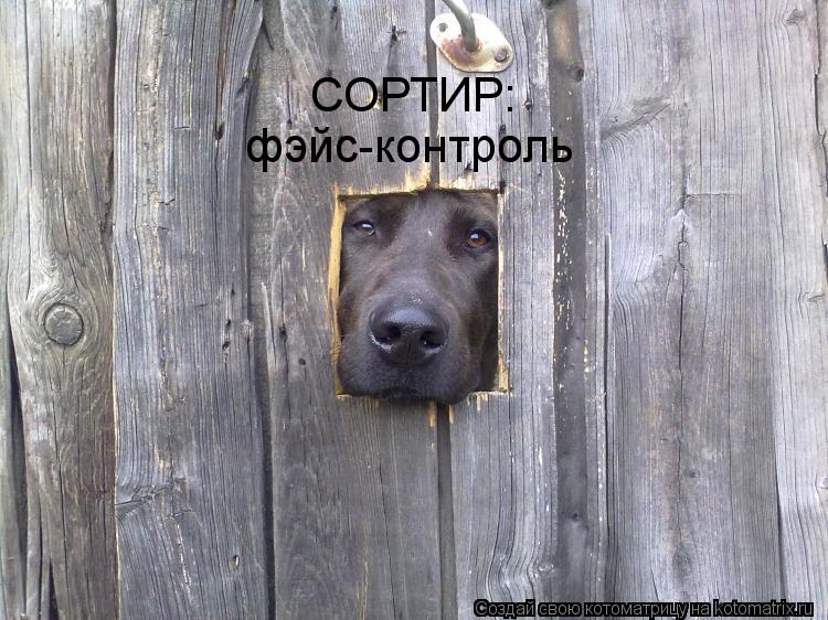 СОРТИР: фэйс-контроль... Котоматрица: СОРТИР: фэйс-контроль