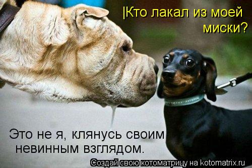 |Кто лакал из моей миски? Это не я, клянусь своим невинным взглядом.... Котоматрица: |Кто лакал из моей миски? Это не я, клянусь своим невинным взглядом.