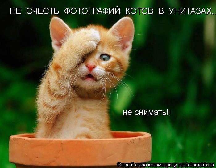 не снимать!! НЕ СЧЕСТЬ ФОТОГРАФИЙ КОТОВ В УНИТАЗАХ...... Котоматрица: не снимать!! НЕ СЧЕСТЬ ФОТОГРАФИЙ КОТОВ В УНИТАЗАХ...