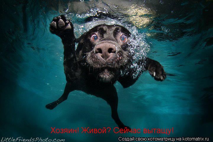 Хозяин! Живой? Сейчас вытащу!... Котоматрица: Хозяин! Живой? Сейчас вытащу!