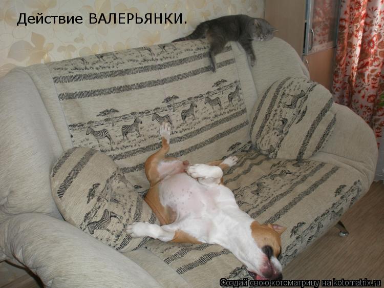 Котоматрица: Действие ВАЛЕРЬЯНКИ.