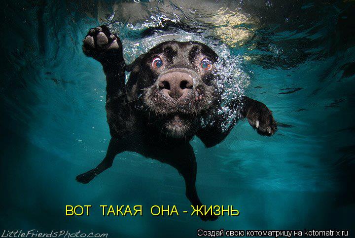 Котоматрица: ВОТ  ТАКАЯ  ОНА - ЖИЗНЬ