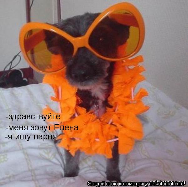 Котоматрица: -здравствуйте -меня зовут Елена -я ищу парня....
