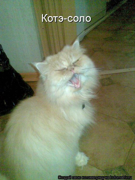 Котоматрица: Котэ-соло