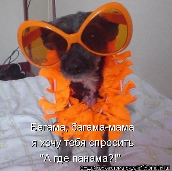 Багама, багама-мама я хочу тебя спросить "А где панама?!"... Котоматрица: Багама, багама-мама я хочу тебя спросить "А где панама?!"