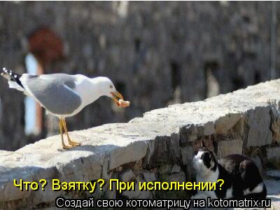 Котоматрица: Что? Взятку? При исполнении?