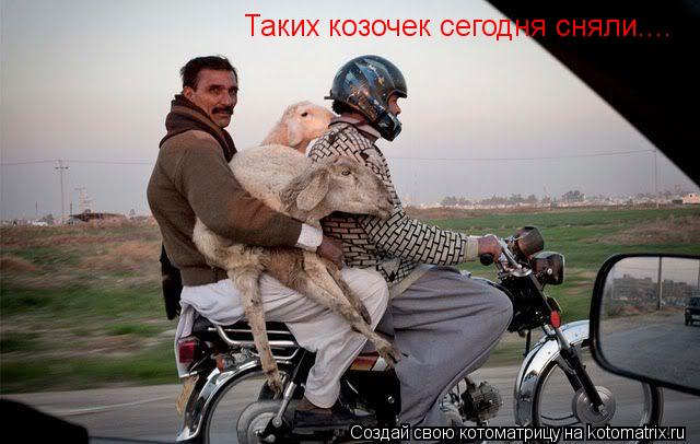 Таких козочек сегодня сняли....... Котоматрица: Таких козочек сегодня сняли....
