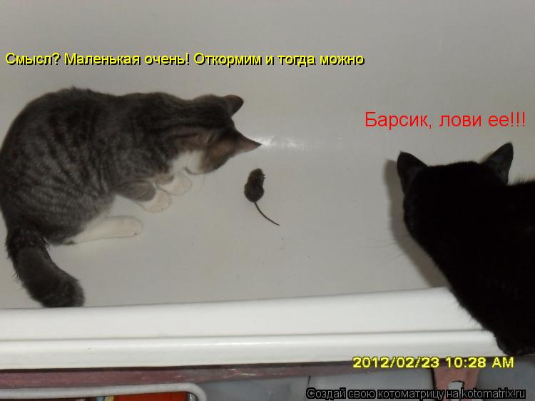 Барсик, лови ее!!! Смысл? Маленькая очень! Откормим и тогда можно... Котоматрица: Барсик, лови ее!!! Смысл? Маленькая очень! Откормим и тогда можно