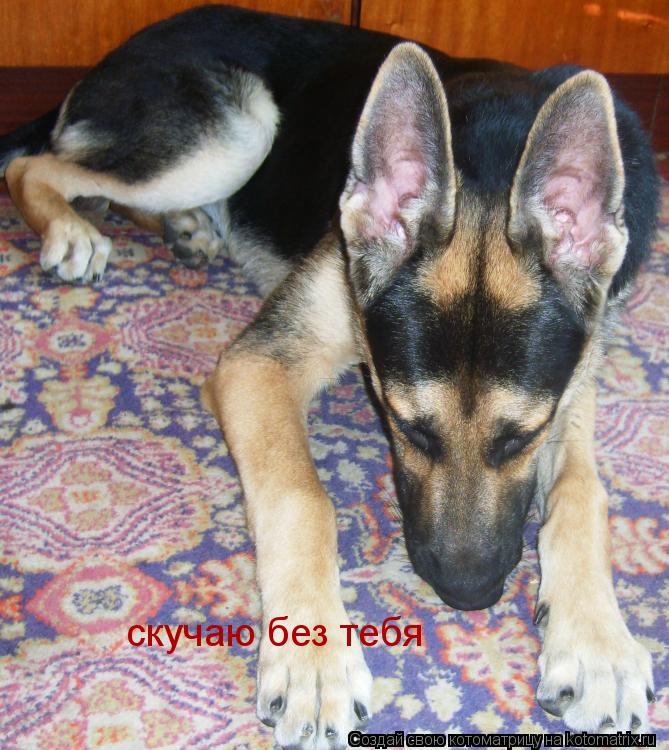 скучаю без тебя... Котоматрица: скучаю без тебя