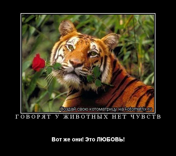 Котоматрица: Говорят у животных нет чувств Вот же они! Это ЛЮБОВЬ!
