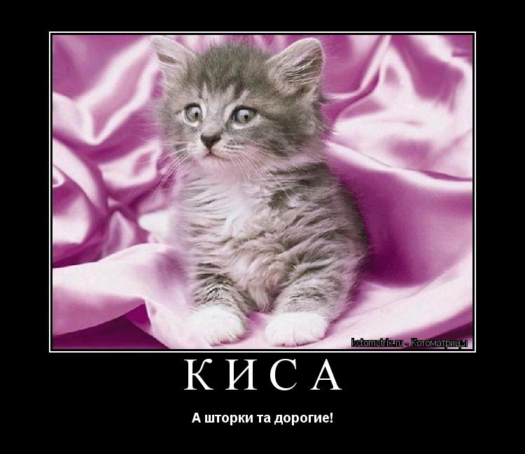 Котоматрица: Киса А шторки та дорогие!