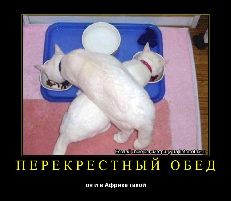 Перекрестный обед он и в Африке такой... Котоматрица: Перекрестный обед он и в Африке такой