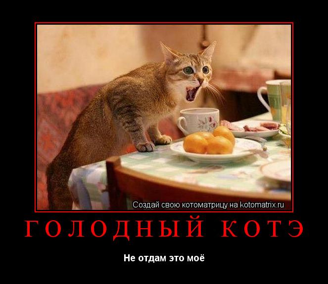 Котоматрица: Голодный котэ Не отдам это моё