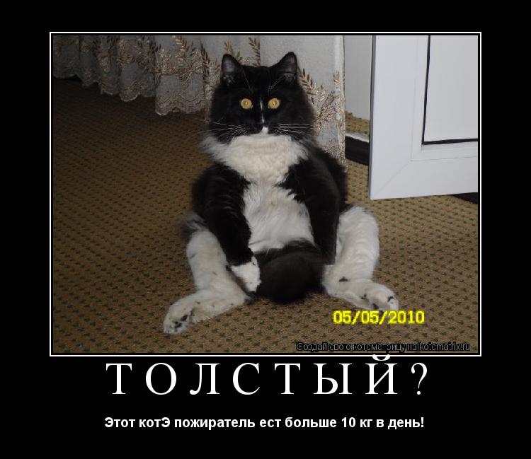 Котоматрица: Толстый? Этот котЭ пожиратель ест больше 10 кг в день! 