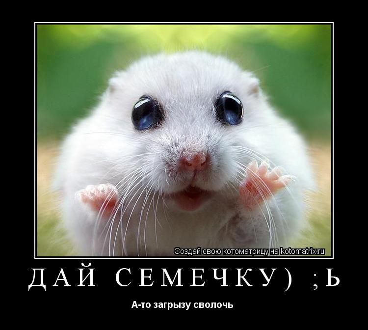 Котоматрица: Дай семечку) ;Ь А-то загрызу сволочь 