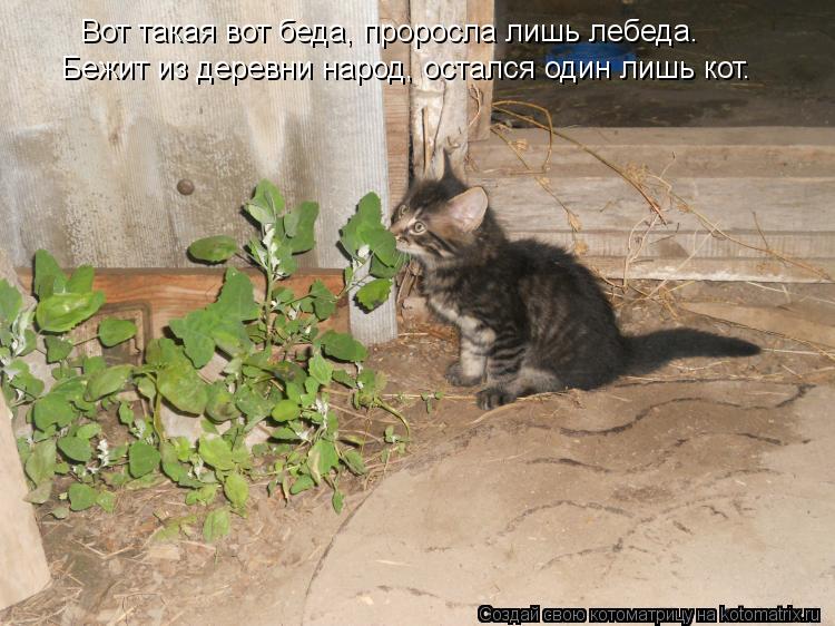 Вот такая вот беда, проросла лишь лебеда. Бежит из деревни народ, остался один лишь кот.... Котоматрица: Вот такая вот беда, проросла лишь лебеда. Бежит из деревни народ, остался один лишь кот.