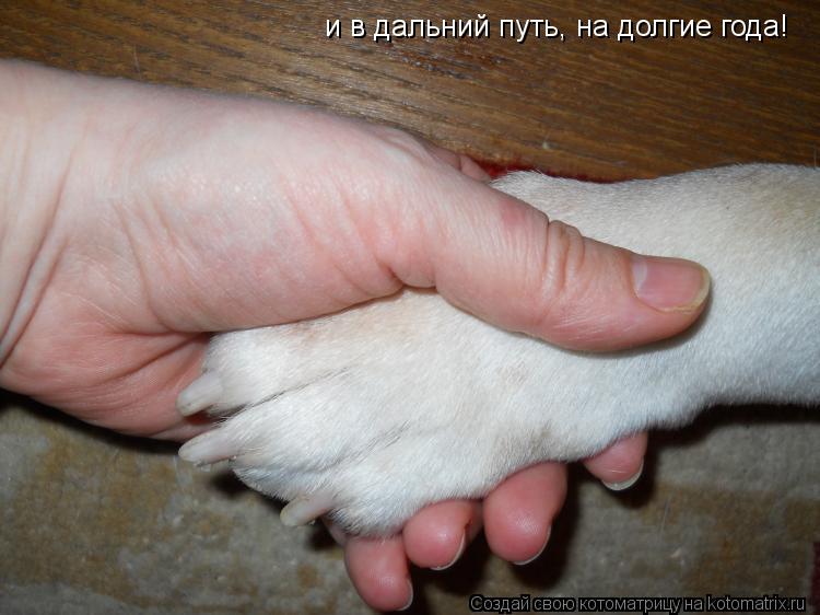 и в дальний путь, на долгие года!... Котоматрица: и в дальний путь, на долгие года!