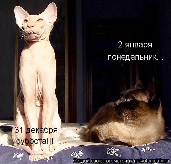 31 декабря 2 января понедельник... суббота!!!... Котоматрица: 31 декабря 2 января понедельник... суббота!!!