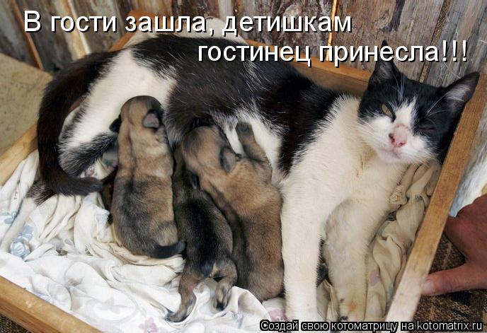 В гости зашла, детишкам гостинец принесла!!!... Котоматрица: В гости зашла, детишкам гостинец принесла!!!