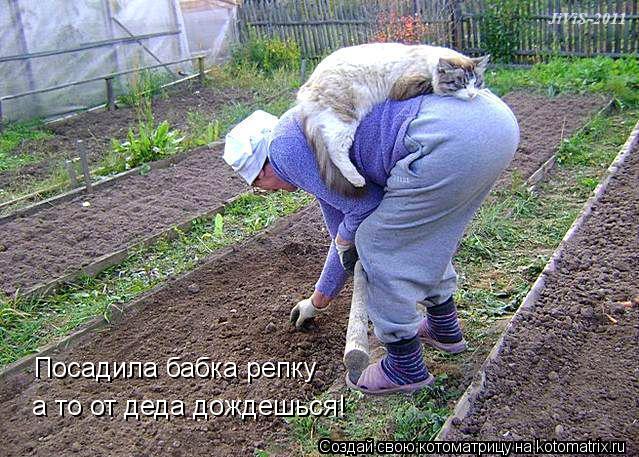 Посадила бабка репку а то от деда дождешься!... Котоматрица: Посадила бабка репку а то от деда дождешься!