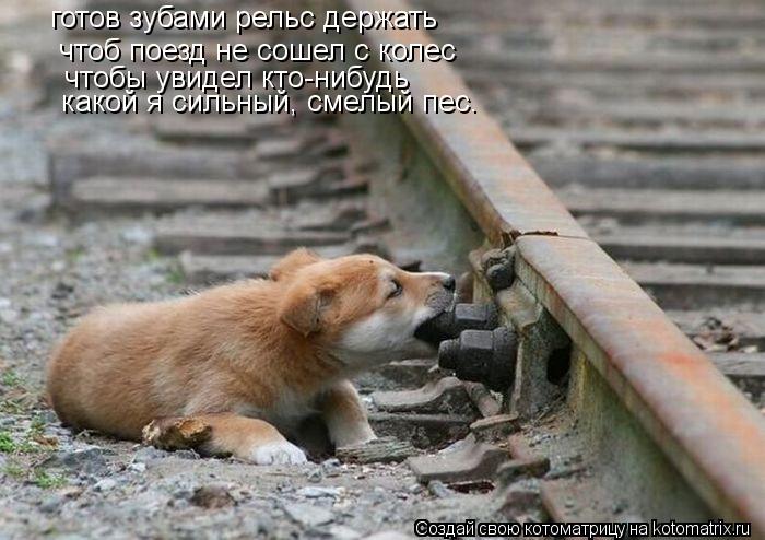 готов зубами рельс держать чтоб поезд не сошел с колес чтобы увидел кто-нибудь какой я сильный, смелы... Котоматрица: готов зубами рельс держать чтоб поезд не сошел с колес чтобы увидел кто-нибудь какой я сильный, смелый пес.